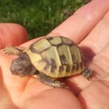 'Сиела' подкрепя Център в помощ на костенурките