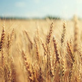 Нов регламент на ЕК за подпомагане на секторите на зърнените и маслодайните култури - в 