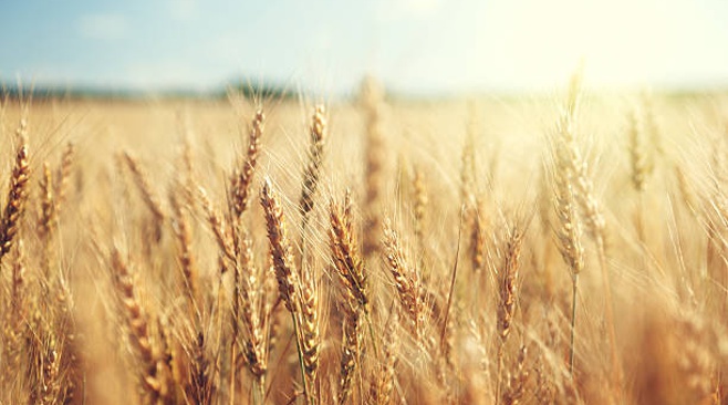 Нов регламент на ЕК за подпомагане на секторите на зърнените и маслодайните култури